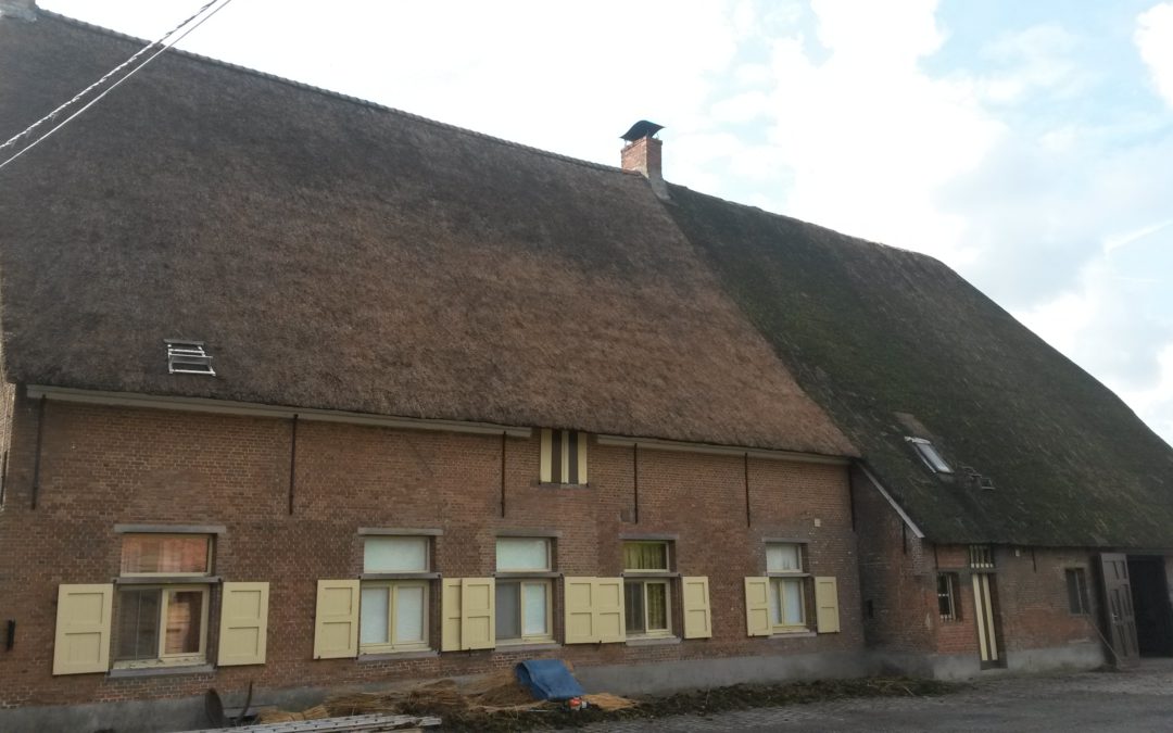 Renovatie rieten dak Hoeve Verhaert